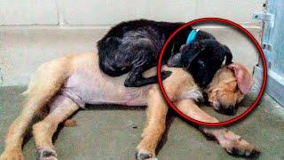 The two puppies met for the first time before they were put to sleep, and what they did