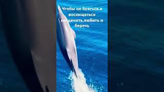 Всем,любящим жизнь моря#сардиния #италия #путешествия #shorts #море #морскиепрогулки #дельфины #влог