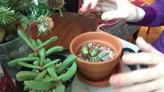 Potting New Lithops And Trimming Roots