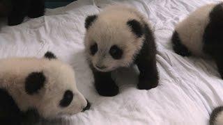 Baby panda nursery - Operation Wild: Series 1 Episode 1 - BBC