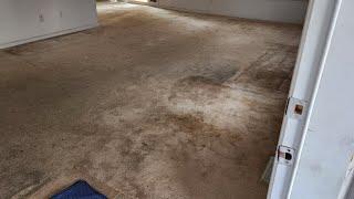 Carpet Cleaning Pet Urine and Heavy soil out of this empty home