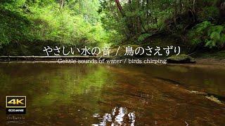 4K video + natural environmental sounds: the sound of gently flowing water / birds chirping