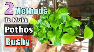 2 Methods to Turn A Leggy Money Plant Bushy FAST (Pothos)// How to Make Money Plant BUSHY!