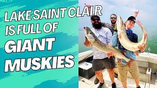 Lake Saint Clair is a Musky Factory!