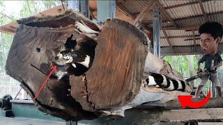 Killing the wild beasts!! Sawing wood and destroying a dangerous snake nest || Sawmills