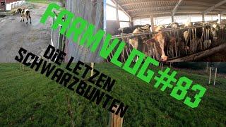 FarmVLOG:#83 die letzten schwarzbunten/wir haben die Wiese umgewandelt/auf der Flucht