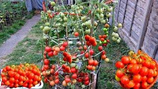 How to Grow Tomatoes At Home UK: Easiest Method to Grow Tomatoes at Home & the Unexpected Happened