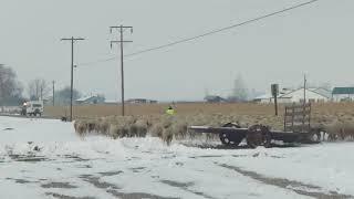 Emmett Sheep herding 12-29-2017