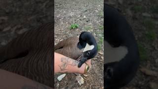 Canada Geese are the most peaceful birds! PROVE ME WRONG PT-10 #dangerous #goose #funny