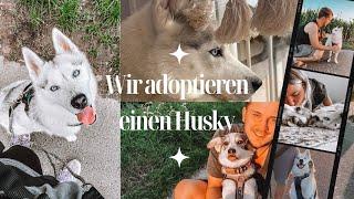 Wir adoptieren einen Husky aus dem Tierheim | Zweithund gefunden! 🩵