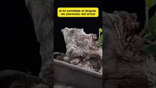 Design #bonsai