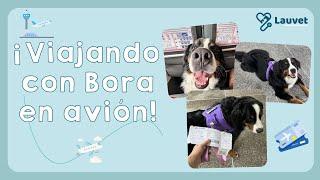 VIAJANDO CON MI PERRO DE 47 KG EN AVIÓN - Lauvet