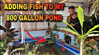 ADDING FISH TO MY 800 GALLON POND!!