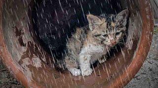 Abandoned in the rain, Poor kitten was trembling and begging for help, Shrink to protect yourself