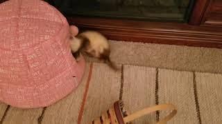 Sly the Fun Ferret