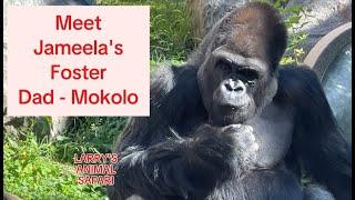 Gorillas - MEET Mokolo, Jameela's Foster Dad              #gorillas