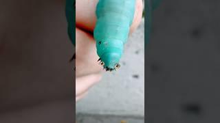 Up Close with a Hornworm: Discovering Nature's Spiny Blue Giant