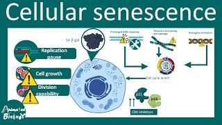 Senescence | Overview of Cell Senescence | hallmarks and inducers of Cell Senescence |  USMLE