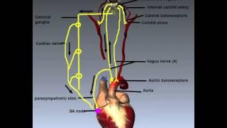 Cardiovascular System: Control of Heart Rate