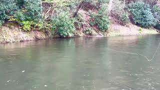 2 foot trout on dry fly - Delaware River