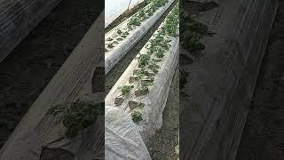 #겨울하우스감자 Winter potato green house  #기후변화  #임영석감자연구소 #kpotatolab