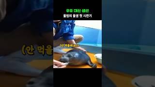 우유 대신 생선, 물범의 물생 첫 시련기