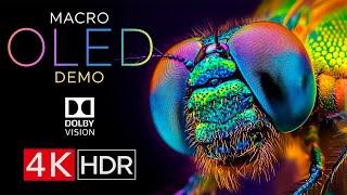 Macro World in Stunning HDR | OLED Demo 4K Ultra HD Dolby Vision™ 120fps