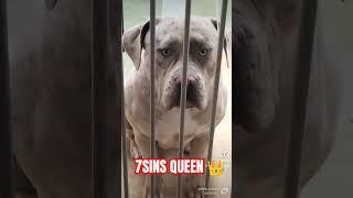 Queen Akasha  #2024 #americanbully #xlbully #youtubeshorts #trending