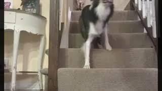 Dog walks up stairs BACKWARDS