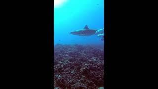 Silvertip shark went hunting near Fakarava Atoll. An aggressive, powerful apex predator.