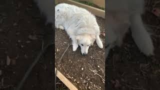 Great Pyrenees | @SUSANKAMARU