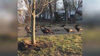 Why These Turkeys Circling A Dead Cat Remind Us How Amazing Nature Can Be