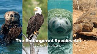 The Endangered Species Act: Why It Matters