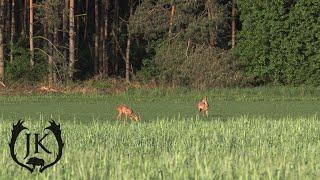 Jagd im Frühjahr auf Rehbock und Sauen | Grenadier - Jagdkrone