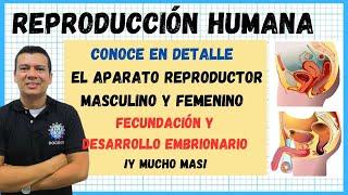 LA REPRODUCCION HUMANA. SISTEMA O APARATO REPRODUCTOR MASCULINO Y FEMENINO . FECUNDACI, EMBRIONARIO