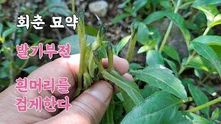 회춘 묘약! '이것' 발기부전 과 흰머리를 검게한다