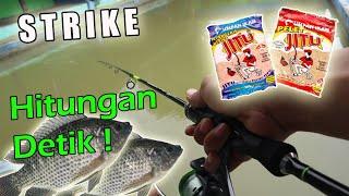 Mancing Ikan Nila Umpan Jitu