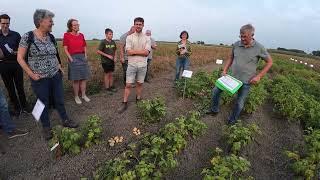 Erklärung robuster Kartoffelsorten Phytophthora Bio-Test 19. August 2024