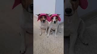 Теперь и на Eurovision можно #dog #собака #jackrussellterrier #джекрасселтерьер