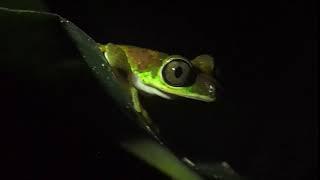 lemur leaf frog Costa Rica