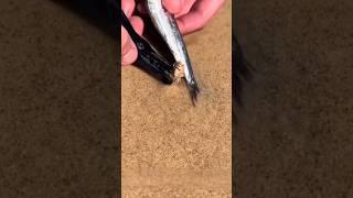 How to catch an Autralian Beach Worm (Bobbit Worm) 🪱