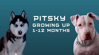 Pitbull & Huksy Mix GROWING UP "1year in 1minutes!" PITSKY