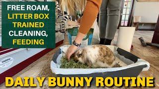 Daily Bunny Routine | Litter Box Trained | FREE Roam Bunny | Cleaning // The Lawrence Garden Farm