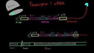 Transcription and mRNA Processing (EVERYTHING YOU NEED TO KNOW FOR MCAT)