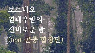 [자연의 소리] 보르네오 열대우림의 곤충 소리로 힐링 여행 떠나보세요. 마음을 편안하게 #asmr #스트레스해소음악  #집중 #수면