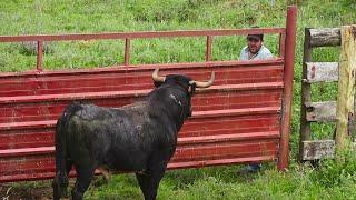 JAF Bulls - The Such Dangerous Work In The Open Field - O Tal Trabalho Perigoso Em Campo Aberto