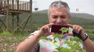 Gülün Başkenti Isparta Ardıçlı’da Gül Hasadı Başladı