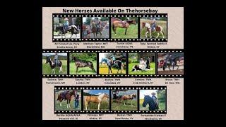 THEHORSEBAY- HORSES FOR SALE