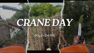 OVERDUE hedge maintenance, with a crane??? | Day in the life of a tree surgeon