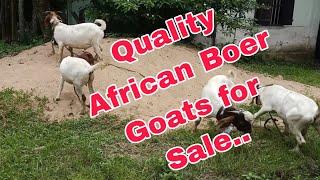 Quality Boer Goats for Sale..(Goat Farming in Assam)7002283104